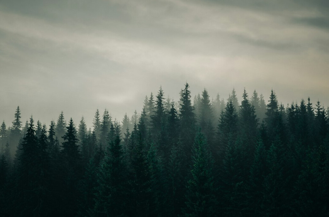 forest trees nature