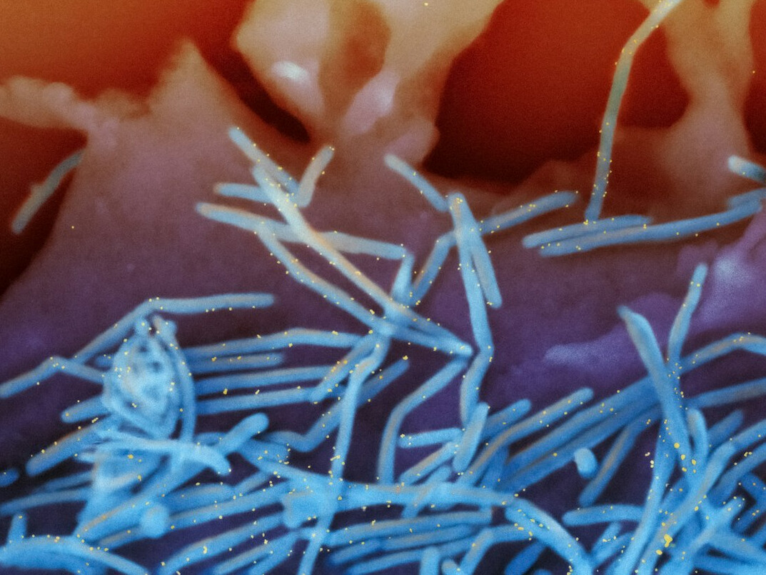 human body microbiome