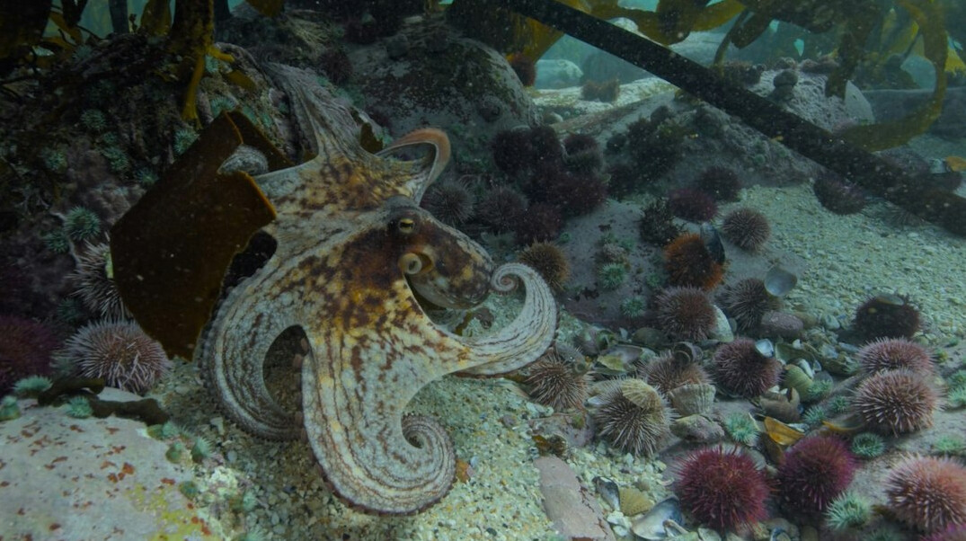 octopus in ocean